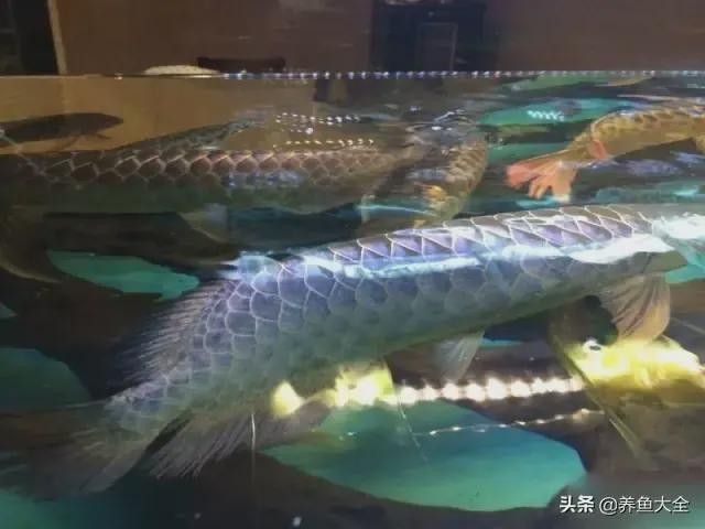 馬來西亞成年紅龍魚圖片大全高清 馬來西亞成年紅龍魚圖片大全高清 龍魚百科 第23張