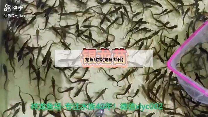 國內龍魚繁殖場在哪里（南京龍魚繁殖基地）