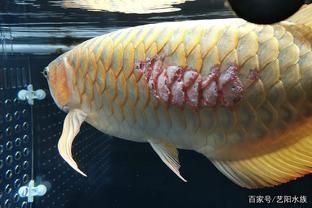 龍魚鱗片爛了一塊