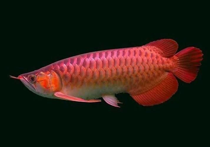 蝦紅素對龍魚增色效果好嗎 蝦紅素對龍魚增色效果好嗎 龍魚百科 第7張