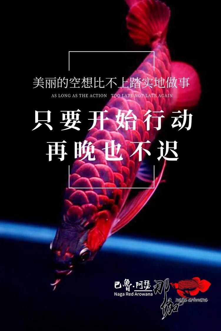蝦紅素對龍魚增色效果好嗎 蝦紅素對龍魚增色效果好嗎 龍魚百科 第17張
