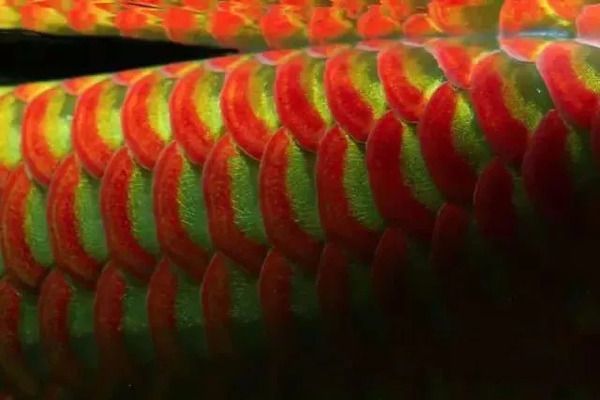 龍魚發(fā)色秘訣圖解：如何通過改變水質、飼料、光照等方法來調整龍魚的發(fā)色