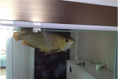 龍魚工業網站官網（深圳市龍魚工業設計有限公司）