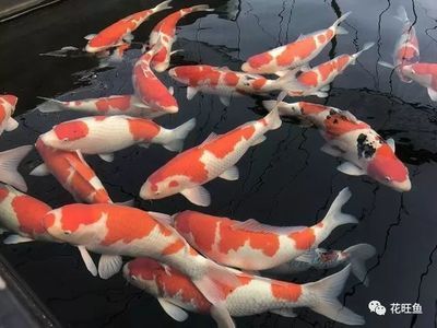 賣(mài)龍魚(yú)賺錢(qián)嗎是真的嗎：養(yǎng)殖龍魚(yú)賺錢(qián)的真實(shí)性取決于多種因素