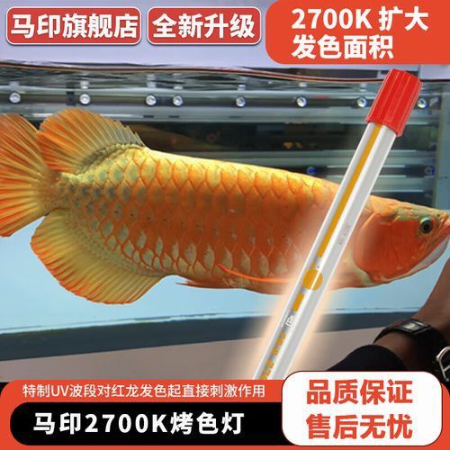 金龍魚上色燈有哪些品牌推薦？
