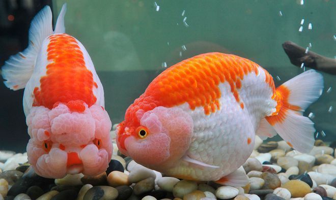 魚(yú)缸過(guò)濾增氧泵一直開(kāi)著嗎（增氧泵夜間是否必須開(kāi)啟）