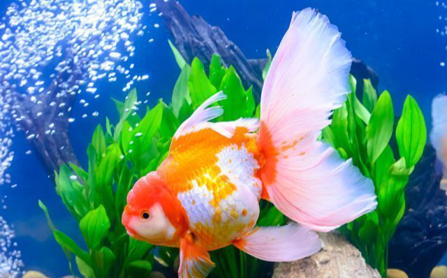 魚(yú)缸過(guò)濾增氧泵一直開(kāi)著嗎（增氧泵夜間是否必須開(kāi)啟）