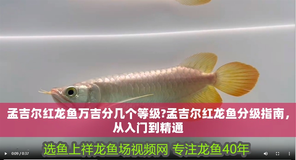 孟吉爾紅龍魚萬吉分幾個等級?孟吉爾紅龍魚分級指南，從入門到精通