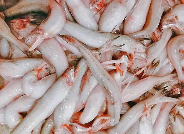 被稱為“龍頭魚”或“水潺”的魚類，它卻是一種奇特的珍貴魚類：白色的像龍頭一樣的魚類