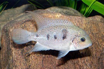 什么是龍魚氣泡病的癥狀：什么是龍魚氣泡病