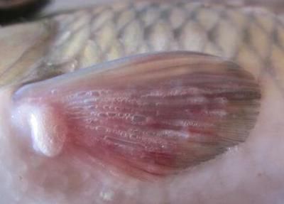 什么是龍魚氣泡病的癥狀：什么是龍魚氣泡病