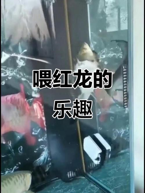 紅龍魚除了蔬菜還能吃什么？