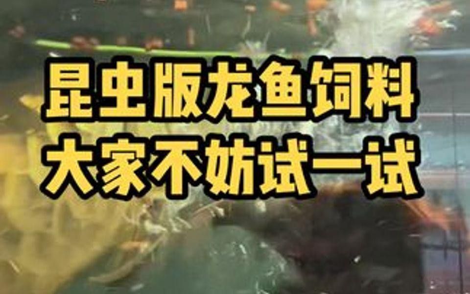 紅龍魚除了蔬菜還能吃什么？