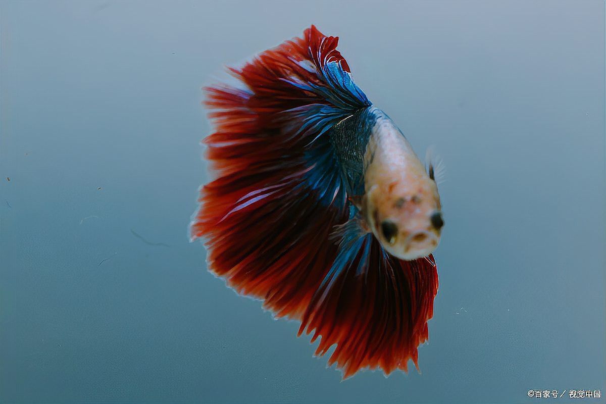 紅龍魚可以多久吃一次消毒食物？