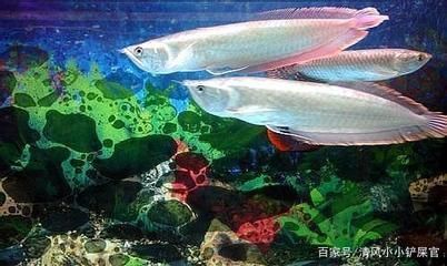 龍魚燈光擺放位置防止掉眼怎么辦（龍魚燈光擺放位置是防止掉眼的關(guān)鍵，龍魚掉眼癥狀及急救措施）