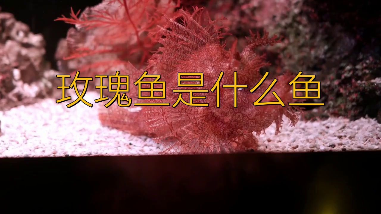 玫瑰魚是在海洋館嗎