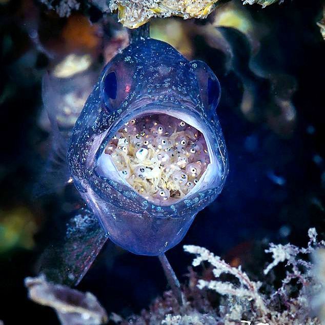 玫瑰魚是在海洋館嗎