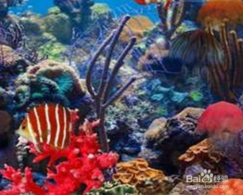 家庭落地魚缸怎么擺放，如何選擇適合家居的魚缸魚缸裝飾物的選擇技巧