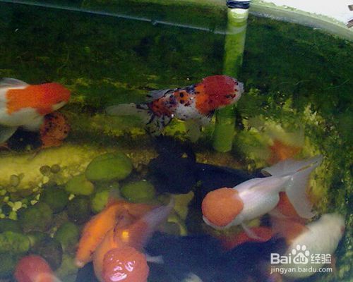 家庭落地魚缸怎么擺放，如何選擇適合家居的魚缸魚缸裝飾物的選擇技巧