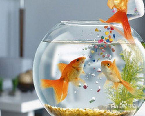 家庭落地魚缸怎么擺放，如何選擇適合家居的魚缸魚缸裝飾物的選擇技巧