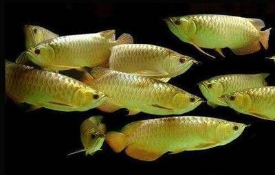 金龍魚的分級標準是什么：金龍魚的分級主要是根據(jù)其品質(zhì)和外觀特征來進行的