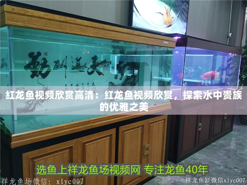 紅龍魚視頻欣賞高清：紅龍魚視頻欣賞，探索水中貴族的優(yōu)雅之美