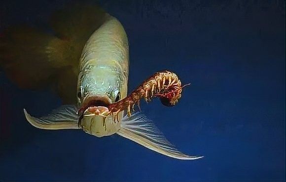 龍魚吃蜈蚣需要處理嗎？