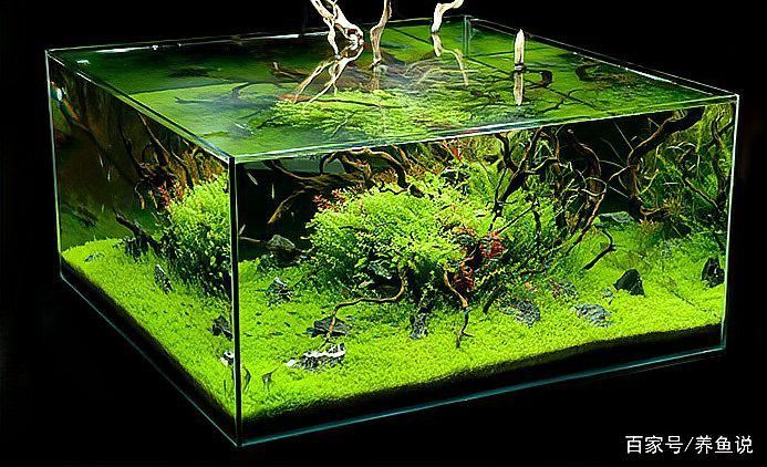養龍魚魚缸蓋子可以透明的嗎