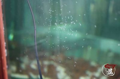龍魚缸壁上有小白蟲子怎么辦，：龍魚缸壁上有小白蟲子怎么辦龍魚缸壁上有小白蟲子怎么辦