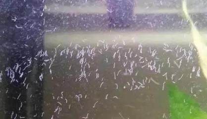 龍魚缸壁上有小白蟲子怎么辦，：龍魚缸壁上有小白蟲子怎么辦龍魚缸壁上有小白蟲子怎么辦