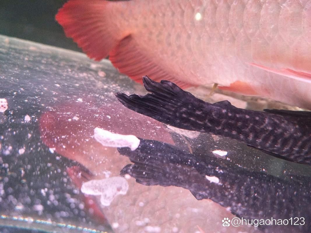 金龍魚拒食的原因