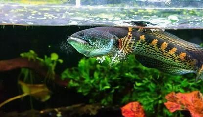 雷龍魚進食視頻：雷龍魚進食的正確方法