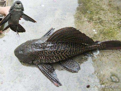 雷龍魚進食視頻：雷龍魚進食的正確方法