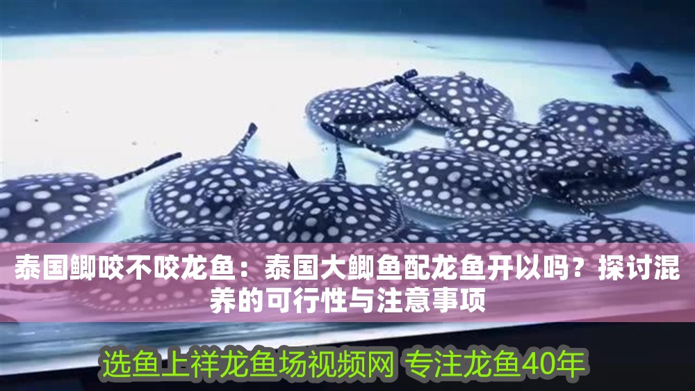 泰國(guó)鯽咬不咬龍魚(yú)：泰國(guó)大鯽魚(yú)配龍魚(yú)開(kāi)以嗎？探討混養(yǎng)的可行性與注意事項(xiàng)