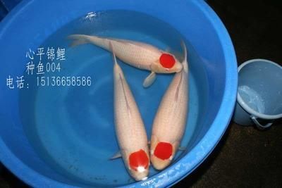 泰國(guó)鯽咬不咬龍魚(yú)：泰國(guó)大鯽魚(yú)配龍魚(yú)開(kāi)以嗎？探討混養(yǎng)的可行性與注意事項(xiàng)