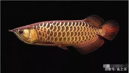 龍魚多久不喂會死掉：成年龍魚多久不喂會死掉