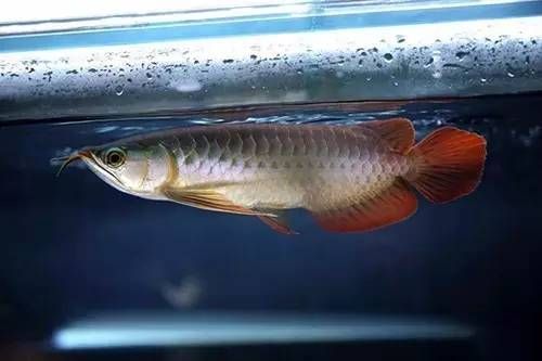 龍魚多久不喂會死掉：成年龍魚多久不喂會死掉
