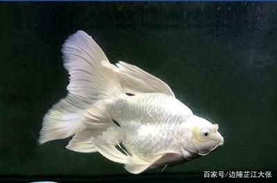 蝴蝶鯉能和龍魚一起養(yǎng)嗎怎么養(yǎng)：蝴蝶鯉和龍魚可以混合養(yǎng)殖嗎 蝴蝶鯉能和龍魚一起養(yǎng)嗎怎么養(yǎng)：蝴蝶鯉和龍魚可以混合養(yǎng)殖嗎 龍魚百科 第1張