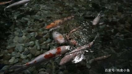 北京哪里的龍魚比較好釣魚：北京釣魚地點 北京哪里的龍魚比較好釣魚：北京釣魚地點 龍魚百科 第2張