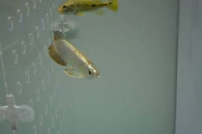 北京哪里的龍魚比較好釣魚：北京釣魚地點 北京哪里的龍魚比較好釣魚：北京釣魚地點 龍魚百科 第3張