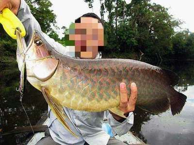 龍魚脫肛是什么意思：龍魚脫肛怎么辦