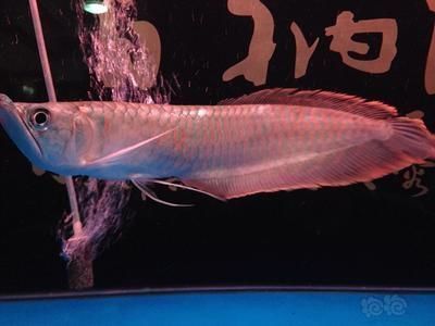 龍魚專用飼料品牌：2024年龍魚專用飼料品牌排名榜
