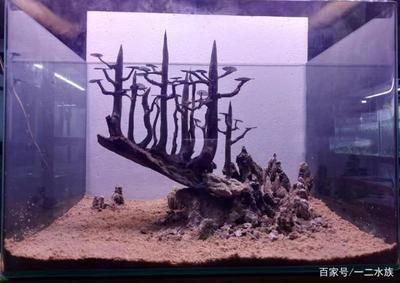 紅龍魚兩個(gè)月不吃食：如何判斷紅龍魚的不進(jìn)食行為是否與水質(zhì)問題有關(guān)？