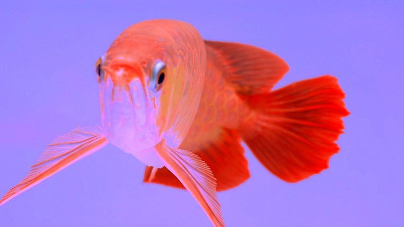紅龍魚動態壁紙有哪些高清版本？ 紅龍魚動態壁紙有哪些高清版本？ 龍魚百科 第23張