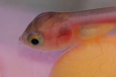 龍魚胡子斷了還能長么嗎：龍魚的胡子斷了還能長么