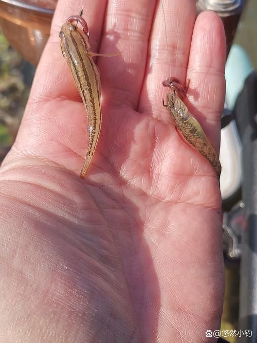 淡水土龍魚圖片大全欣賞 龍魚百科 第15張 淡水土龍魚圖片大全欣賞 淡水土龍魚圖片大全欣賞 龍魚百科 第15張