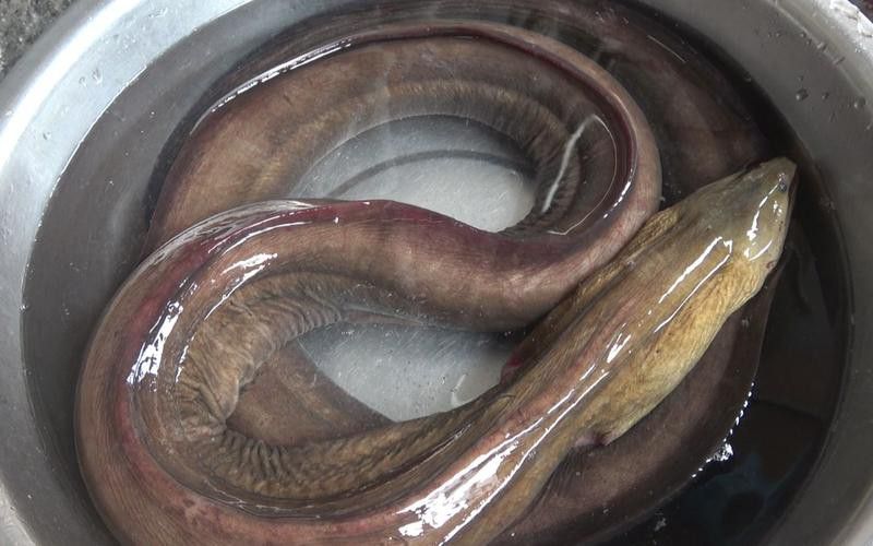 淡水土龍魚圖片大全欣賞 龍魚百科 第12張 淡水土龍魚圖片大全欣賞 淡水土龍魚圖片大全欣賞 龍魚百科 第12張