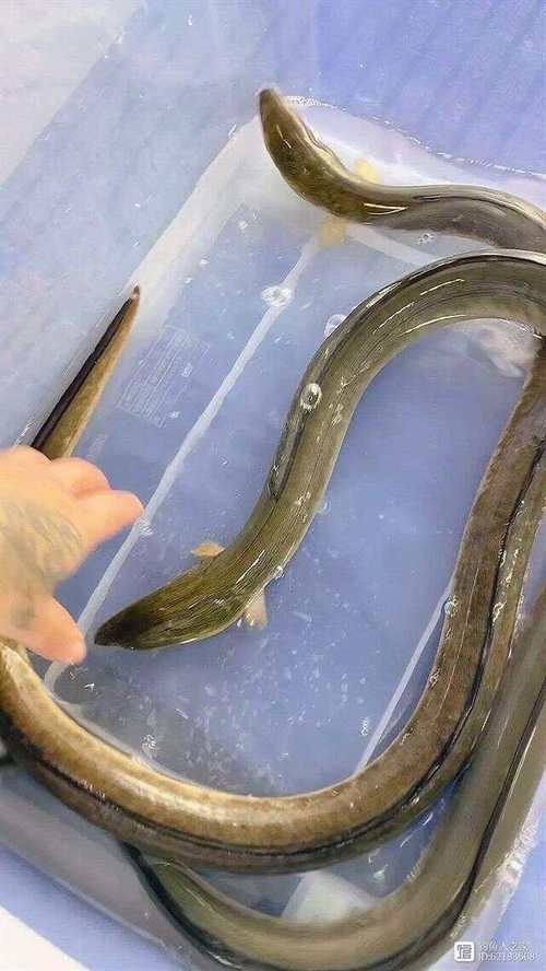 淡水土龍魚圖片大全欣賞 龍魚百科 第17張 淡水土龍魚圖片大全欣賞 淡水土龍魚圖片大全欣賞 龍魚百科 第17張
