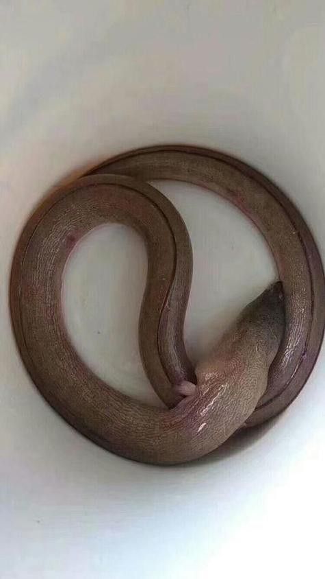 淡水土龍魚圖片大全欣賞 龍魚百科 第18張 淡水土龍魚圖片大全欣賞 淡水土龍魚圖片大全欣賞 龍魚百科 第18張