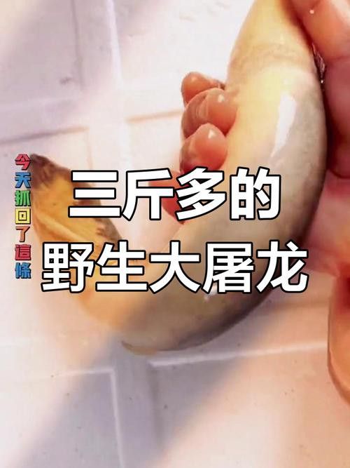 淡水土龍魚圖片大全欣賞 龍魚百科 第20張 淡水土龍魚圖片大全欣賞 淡水土龍魚圖片大全欣賞 龍魚百科 第20張